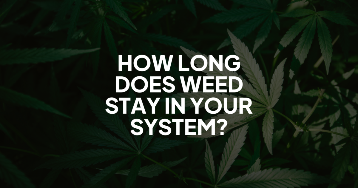 How Long Does Weed Stay in Your System?