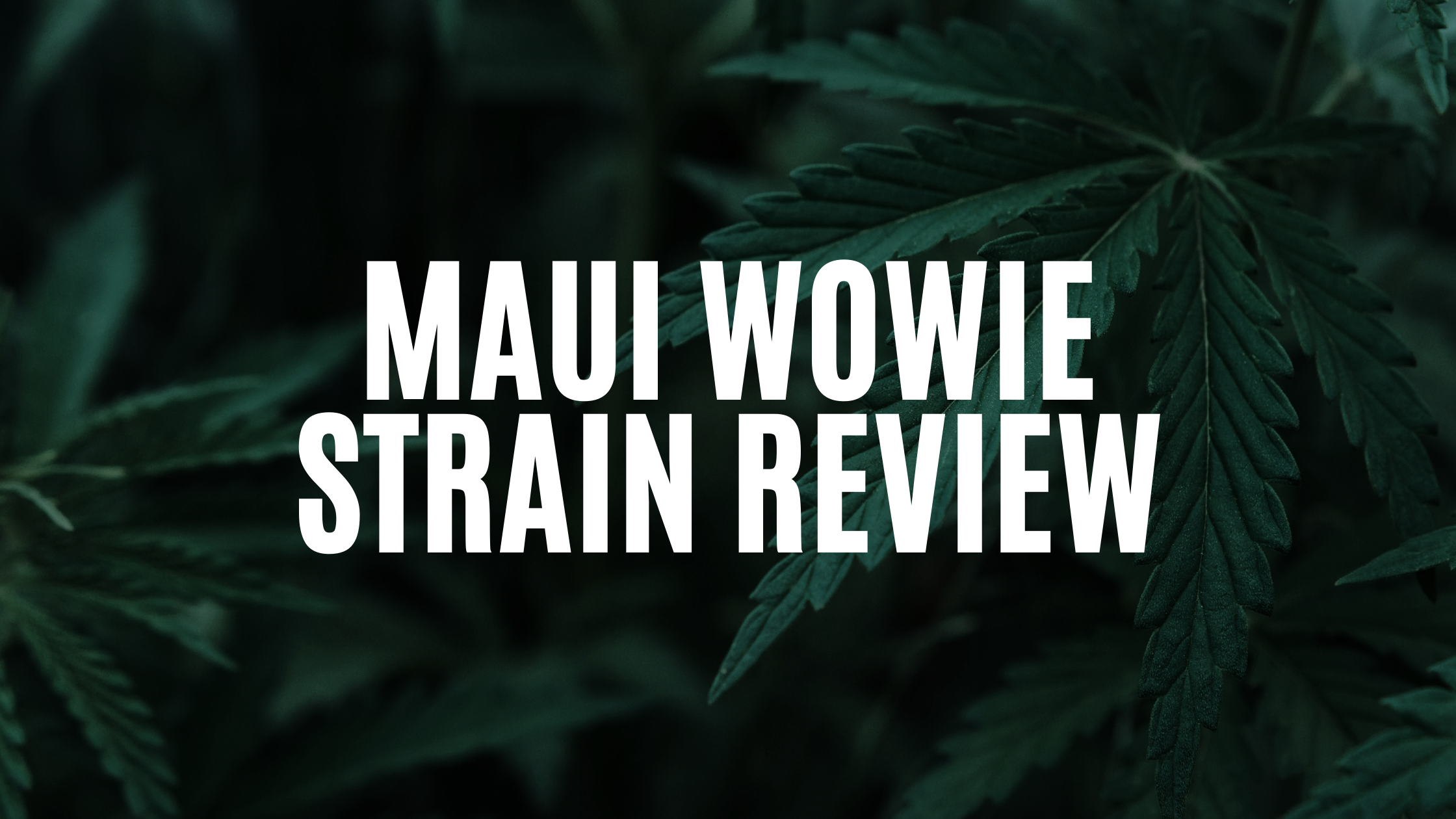 maui-wowie-strain-review