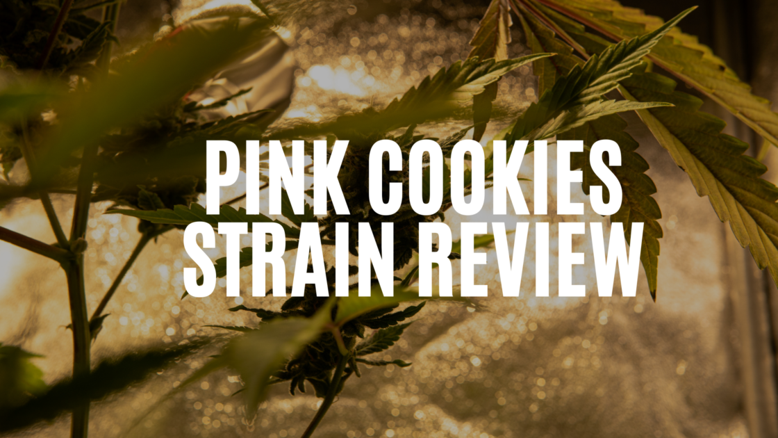 pink-cookies-strain-review