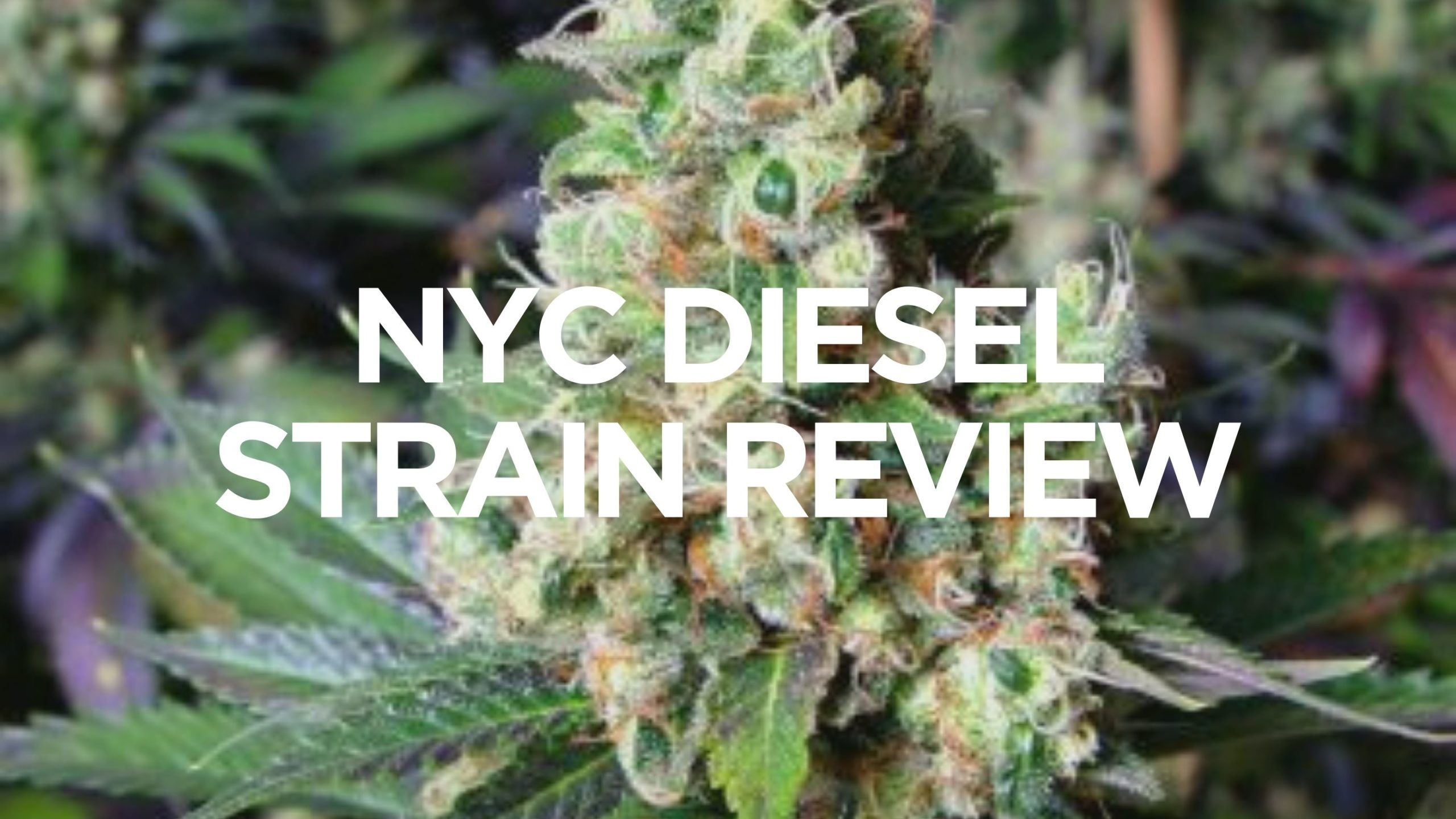 NYC Diesel Strain