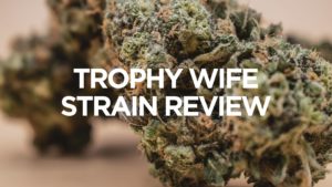 trophy-wife-strain-review